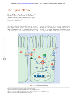 The Hippo Pathway