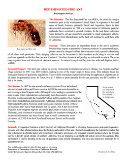 RED IMPORTED FIRE ANT Solenopsis Invicta