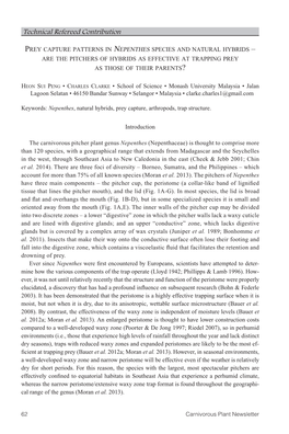 Prey Capture Patterns in Nepenthes Species and Natural Hybrids – Are the Pitchers of Hybrids As Effective at Trapping Prey As Those of Their Parents?