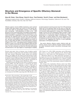 Structure and Emergence of Specific Olfactory Glomeruli in The