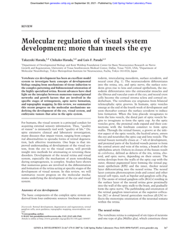 Molecular Regulation of Visual System Development: More Than Meets the Eye
