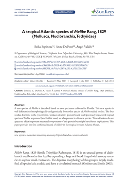 A Tropical Atlantic Species of Melibe Rang, 1829 (Mollusca, Nudibranchia, Tethyiidae)