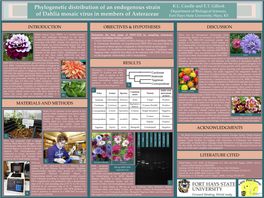 Phylogenetic Distribution of an Endogenous Strain of Dahlia