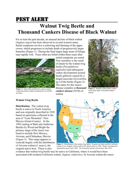 Pest Alert – Walnut Twig Beetle and Thousand Cankers Disease Of