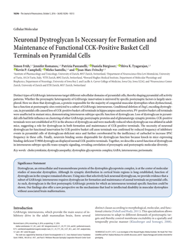 Neuronal Dystroglycan Is Necessary for Formation and Maintenance of Functional CCK-Positive Basket Cell Terminals on Pyramidal Cells