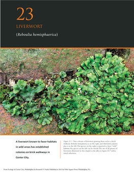 LIVERWORT (Reboulia Hemisphaerica)