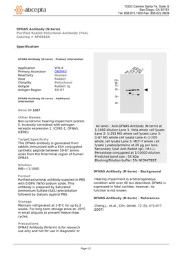 DFNA5 Antibody (N-Term) Purified Rabbit Polyclonal Antibody (Pab) Catalog # AP6842A