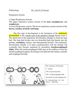 Embryology Dr. Azal N.Al-Nusear Respiratory System 1-Upper