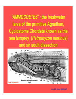 The Freshwater Larva of the Primitive Agnathan, Cyclostome Chordate Known As the Sea Lamprey (Petromyzon Marinus) and an Adult Dissection