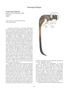 Cotton-Top Tamarin Neotropical Region