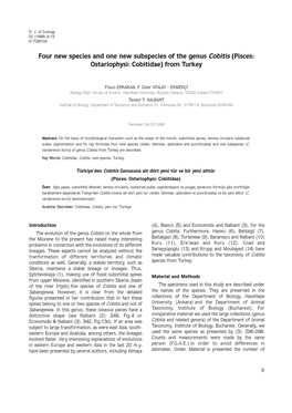 Four New Species and One New Subspecies of the Genus Cobitis (Pisces: Ostariophysi: Cobitidae) from Turkey