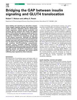 Bridging the GAP Between Insulin Signaling and GLUT4 Translocation