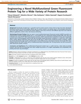 Engineering a Novel Multifunctional Green Fluorescent Protein Tag for a Wide Variety of Protein Research