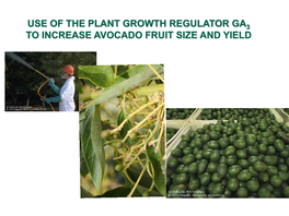 Use of the Plant Growth Regulator Ga to Increase Avocado Fruit Size and Yield