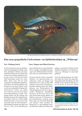 Eine Neue Geografische Farbvariante Von Ophthalmotilapia Sp. „Whitecap“