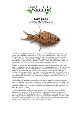 Antlion, Myrmeleon Sp