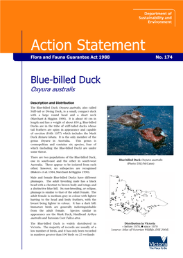 Blue-Billed Duck (Oxyura Australis)