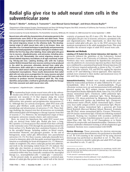 Radial Glia Give Rise to Adult Neural Stem Cells in the Subventricular Zone