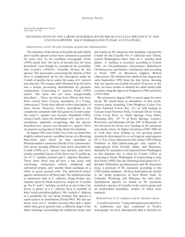 Identification of the Larvae Described by Crumb As Cucullia “Species No 8” and Cucullia Speyeri Race Dorsalis (Noctuidae, Cuculliinae)