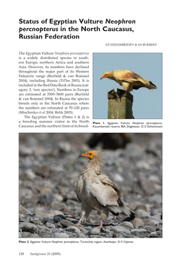 Status of Egyptian Vulture Neophron Percnopterus in the North Caucasus, Russian Federation GS Dzhamirzoev & SA Bukreev