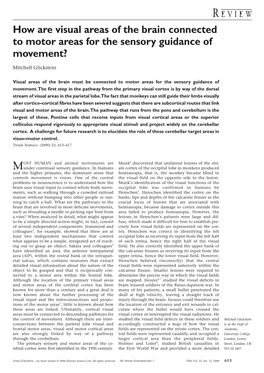 How Are Visual Areas of the Brain Connected to Motor Areas for the Sensory Guidance of Movement?