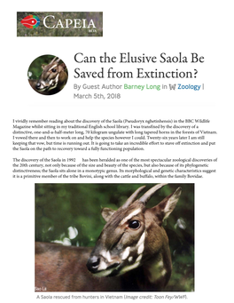 I Vividly Remember Reading About the Discovery of the Saola (Pseudoryx