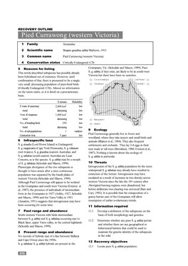 Pied Currawong (Western Victoria)