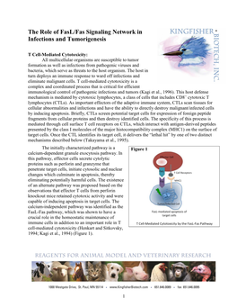 The Role of Fasl/Fas Signaling Network in Infections and Tumorigenesis