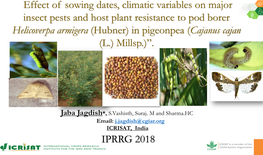 Effect of Sowing Dates, Climatic Variables on Major Insect Pests And