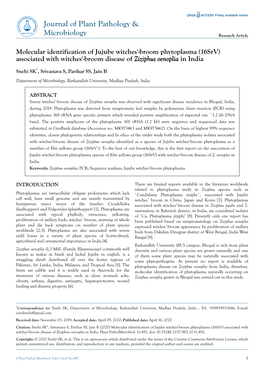 Molecular Identification of Jujube Witches'-Broom Phytoplasma (16Srv) Associated with Witches'-Broom Disease of Ziziphus Oenoplia in India