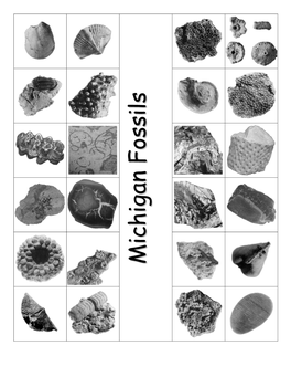 Michigan Fossils Side by Side