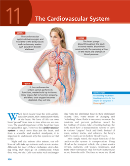 The Cardiovascular System