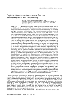 Cephalic Neurulation in the Mouse Embryo Analyzed by SEM and Morphometry