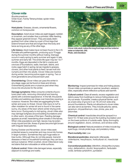 Clover Mite Bryobia Praetiosa Order Acari, Family Tetranychidae; Spider Mites Native Pest