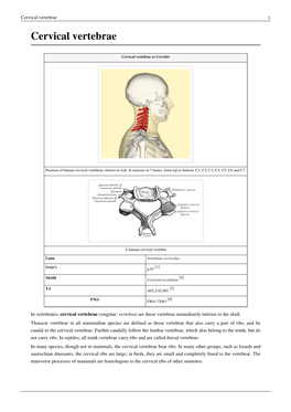 Cervical Vertebrae 1 Cervical Vertebrae