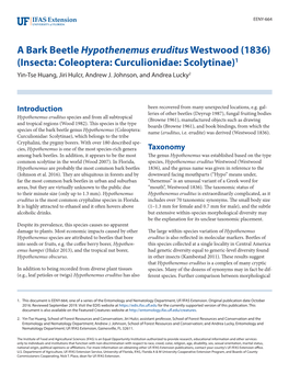 A Bark Beetle Hypothenemus Erudituswestwood