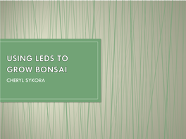 Using Leds to Grow Bonsai
