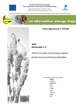 Three to Six Pairs of Promising Sorghum Female Lines (A and B-Lines) Identified