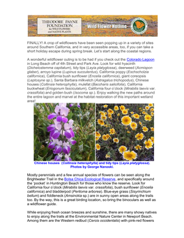 A Crop of Wildflowers Have Been Seen Popping up in a Variety of Sites Around Southern California, and in Very Accessibl