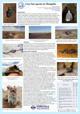 Cave Bat Species in Mongolia