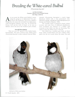 Breeding the White,Eared Bulbul (Pycnonotus Leucotis)