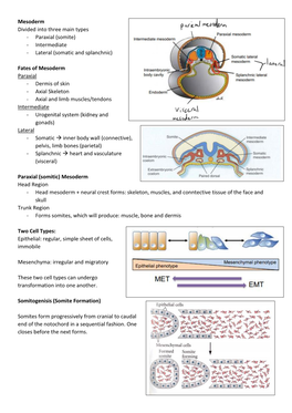 Mesoderm Divided Into Three Main Types - Paraxial (Somite) - Intermediate - Lateral (Somatic and Splanchnic)