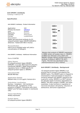 Anti-SMURF 2 Antibody Catalog # ABO12778