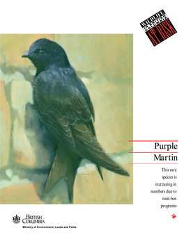 Purple Martin