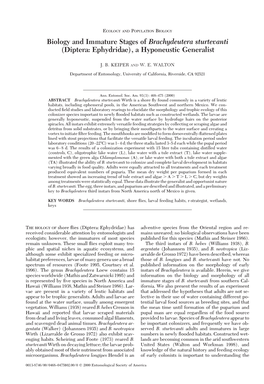 Biology and Immature Stages of Brachydeutera Sturtevanti (Diptera: Ephydridae), a Hyponeustic Generalist