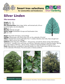 Silver Linden Tilia Tomentosa