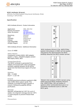 NCK1 Antibody (N-Term) Affinity Purified Rabbit Polyclonal Antibody (Pab) Catalog # Ap13726a