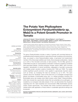 The Potato Yam Phyllosphere Ectosymbiont Paraburkholderia Sp