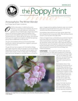 Arctostaphylos: the Winter Wonder by Lili Singer, Special Projects Coordinator