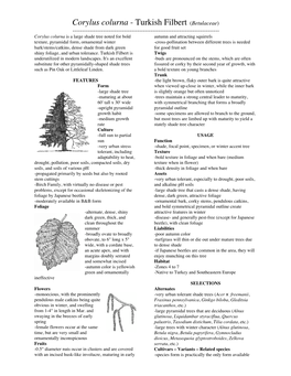 Corylus Colurna